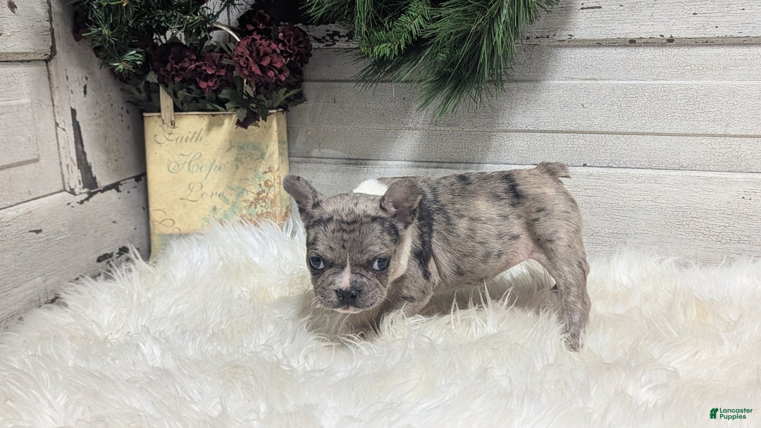 French Bulldog dogs for sale: Muffin - Ad 5