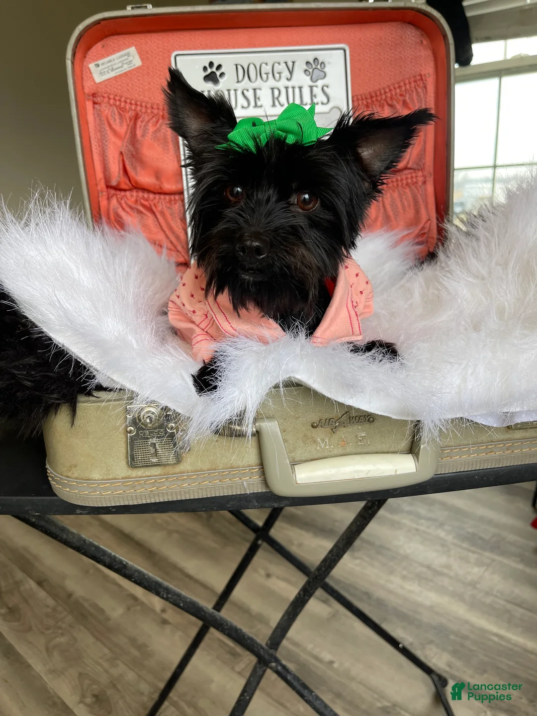 Yorkshire Terrier dogs for sale: KB Black 5 pound Mia - Ad 2