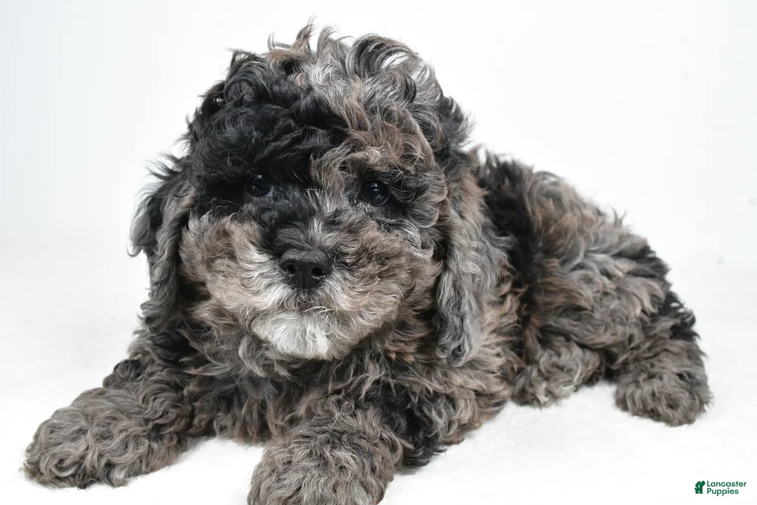 Cockapoo dogs for sale: Amber - Ad 3