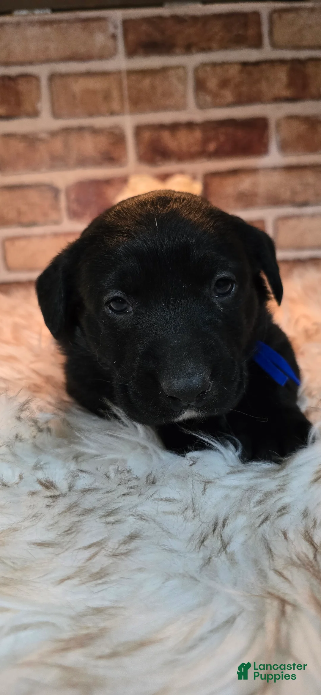 Mixed Breed dogs for sale: Shadow - Ad 6