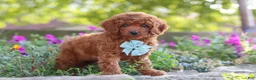 Miniature Poodle dogs for sale: Jude - Ad 6