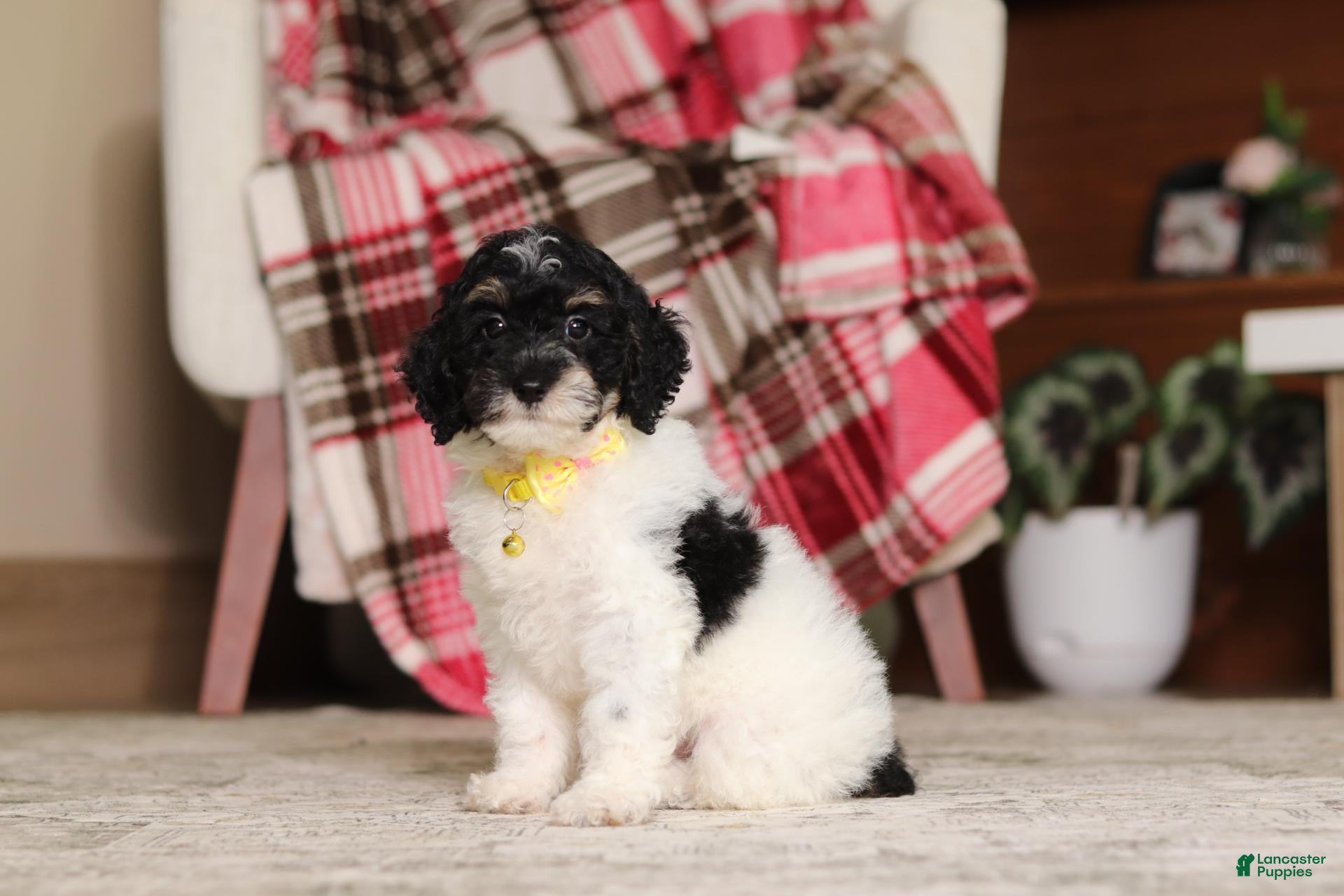 Miniature Poodle dogs Maverick - Ad 1