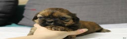 Shih Tzu dogs for sale: Link - Ad 19