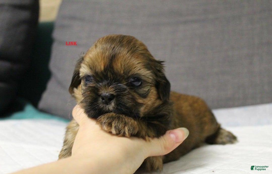 Shih Tzu dogs for sale: Link - Ad 19