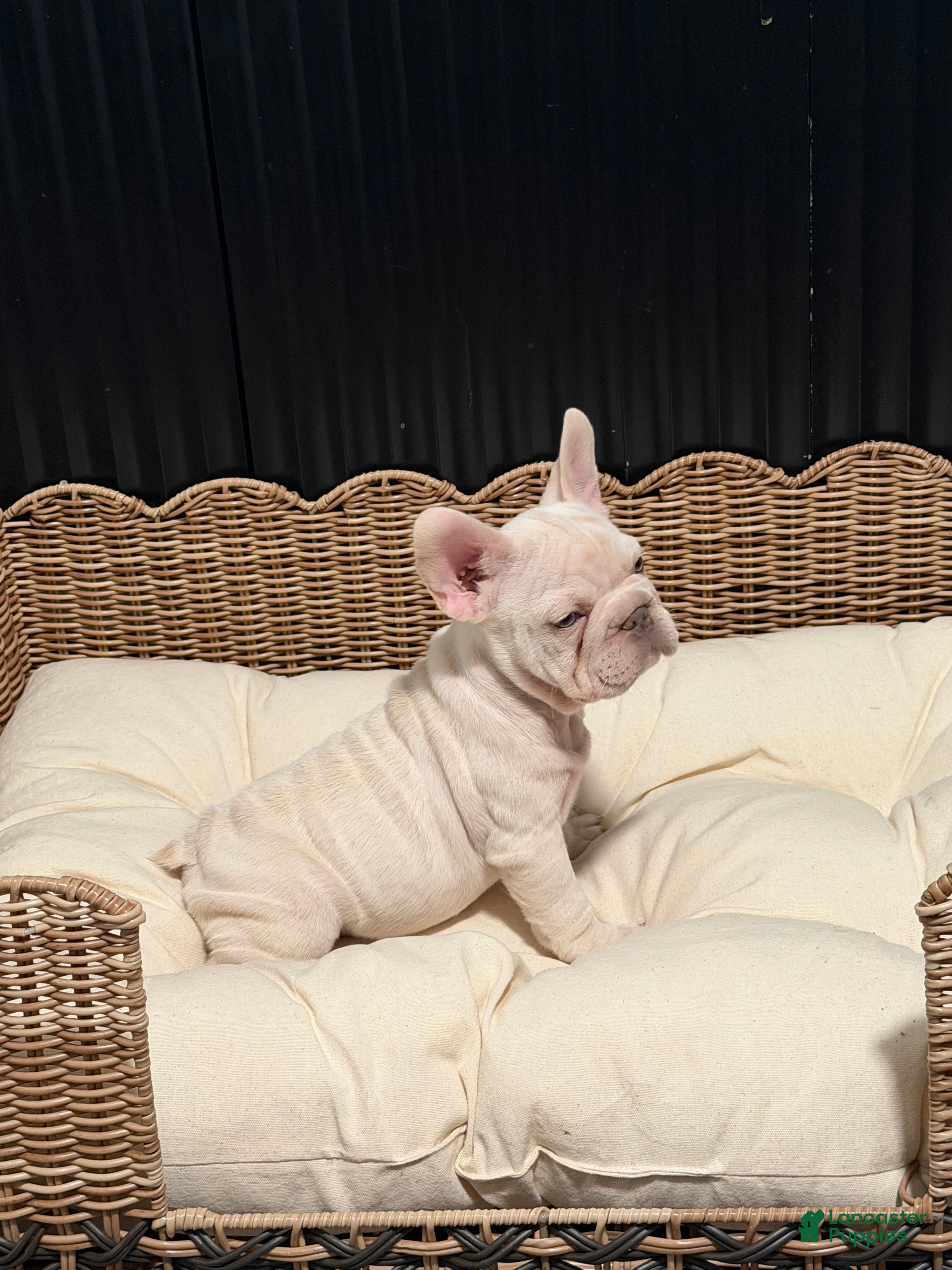 French Bulldog dogs French Bulldog 2 - Ad 1