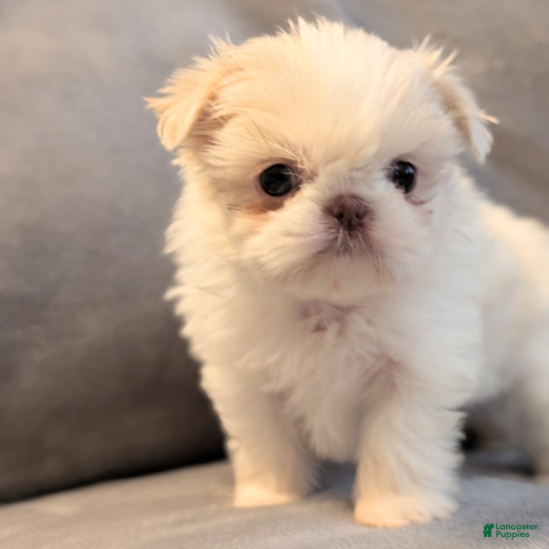 Shih Tzu dogs for sale: Finch - Ad 7