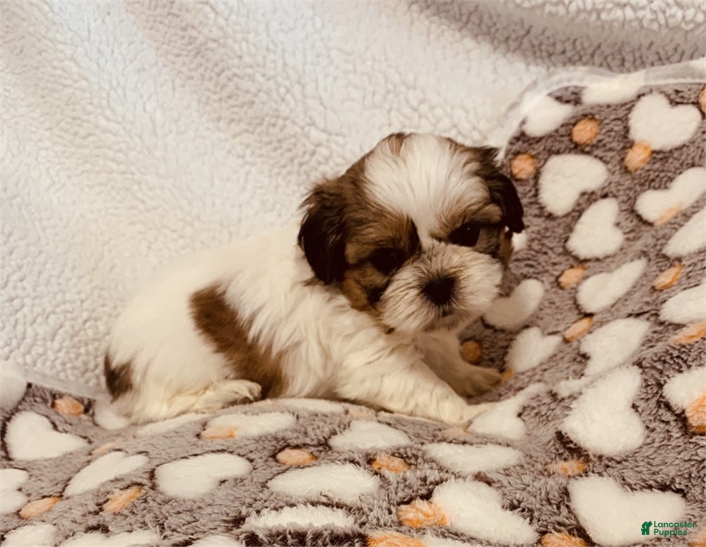 Shih Tzu dogs Dill - Ad 36