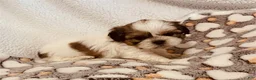 Shih Tzu dogs for sale: Dill - Ad 1