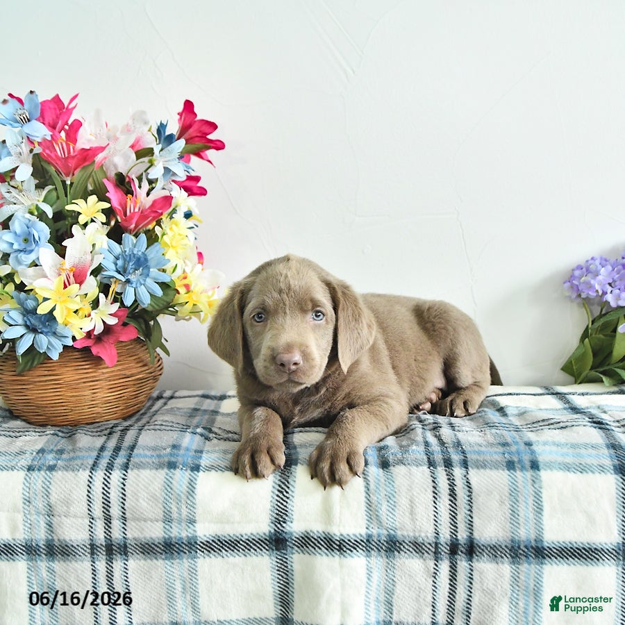 Labrador Retriever dogs Skye - Ad 2