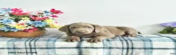 Labrador Retriever dogs for sale: Skye - Ad 2