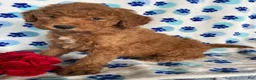 Mini Goldendoodle dogs for sale: Hank - Ad 3