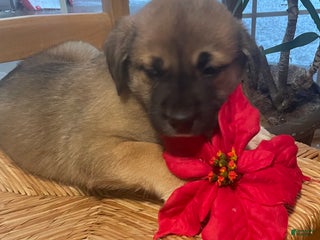 Mixed Breed dogs Mixed Breed Puppy 2 - Ad 21