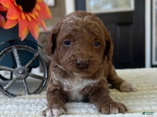 Mini Goldendoodle dogs - Ad 14