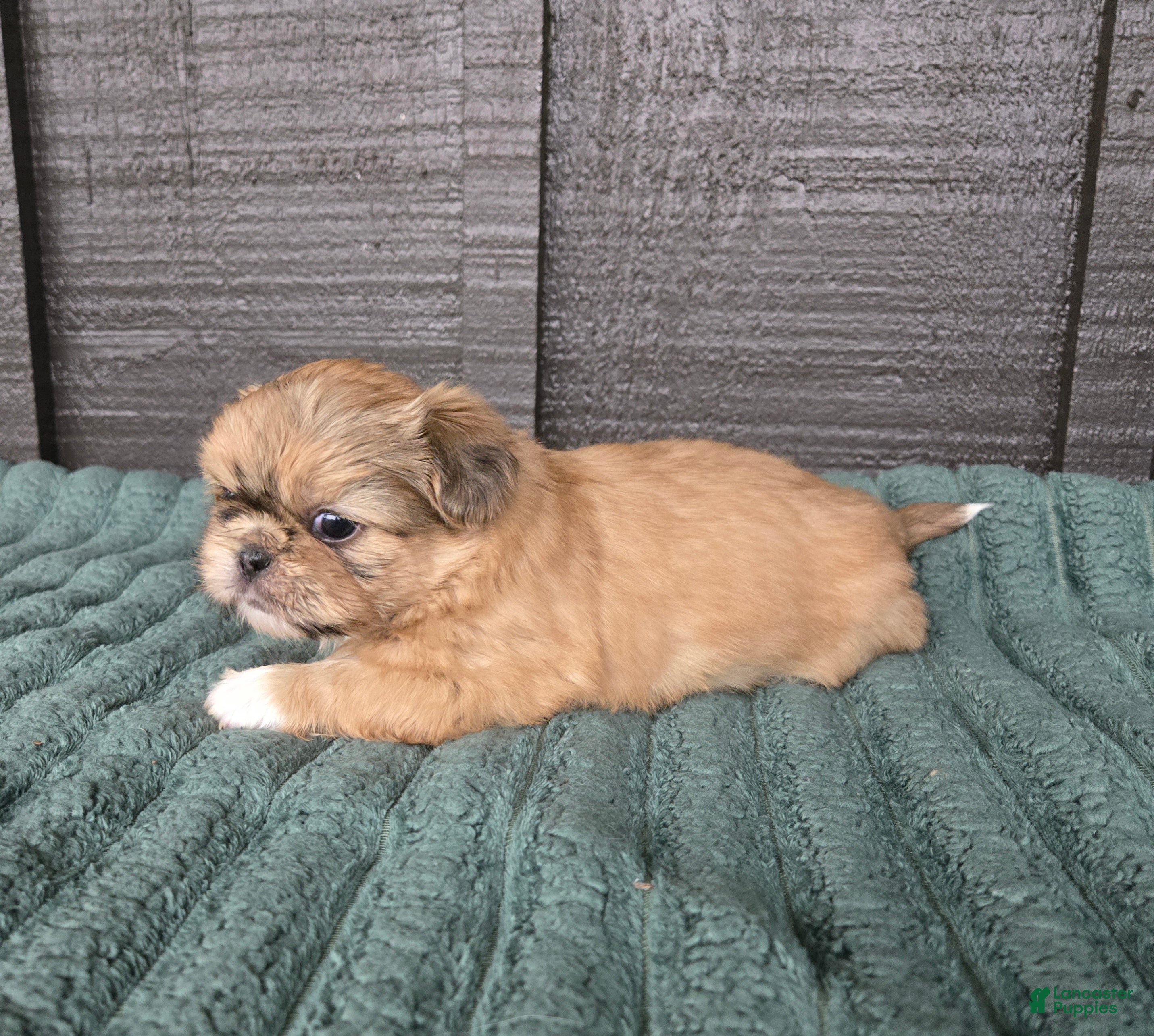 Mixed Breed dogs Shinese Boss Hog - Ad 5
