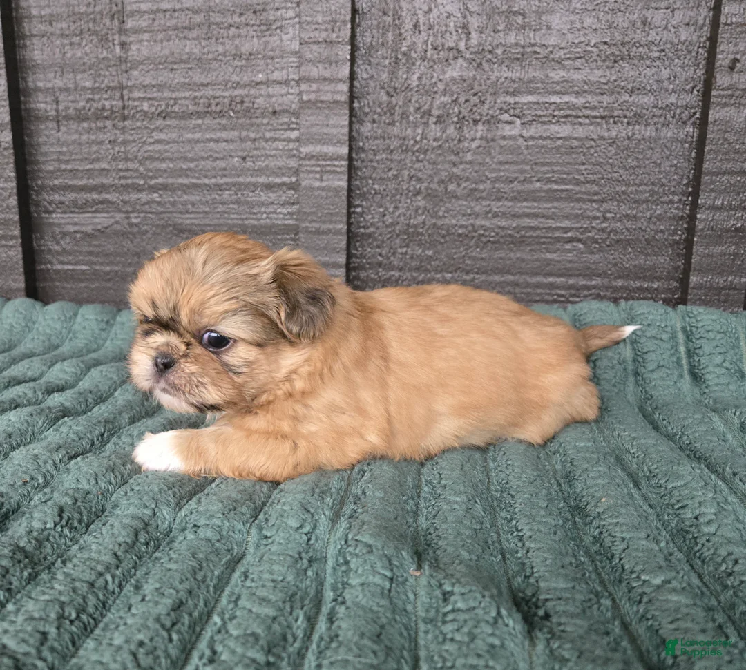 Mixed Breed dogs for sale: Shinese Boss Hog - Ad 1