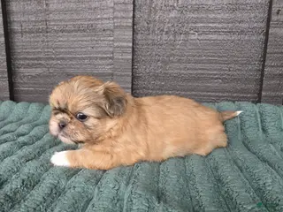 Mixed Breed dogs for sale: Shinese Boss Hog - Ad 2