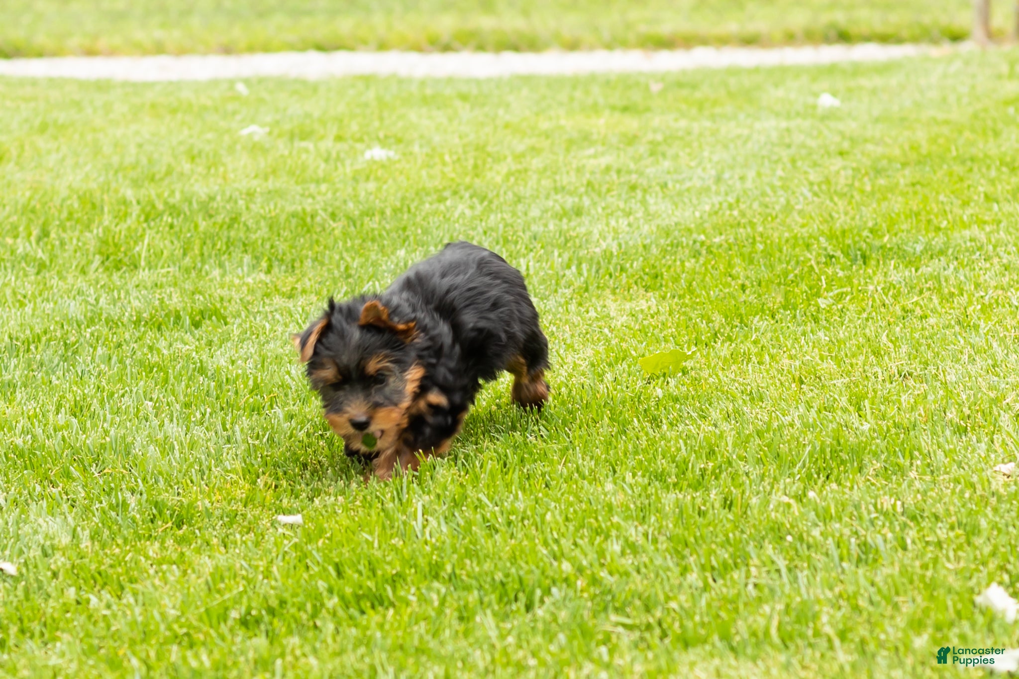Yorkshire Terrier dogs for sale: Marty  - Ad 3
