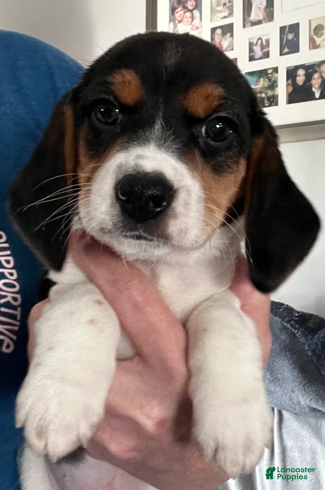 Beagle dogs for sale: Beagle Puppy 3 - Ad 2