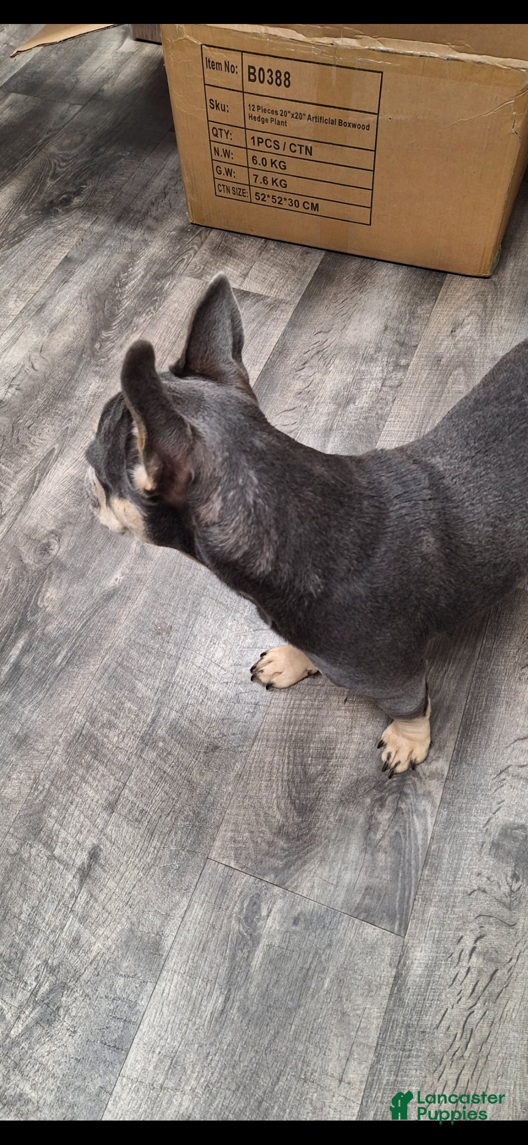 French Bulldog dogs for sale: Gil - Ad 9