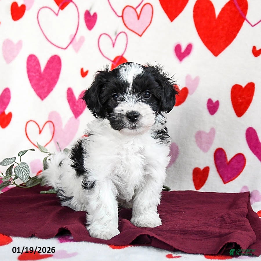 Yochon dogs Stormy - Ad 5