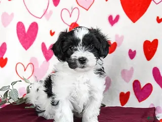 Yochon dogs Stormy - Ad 3