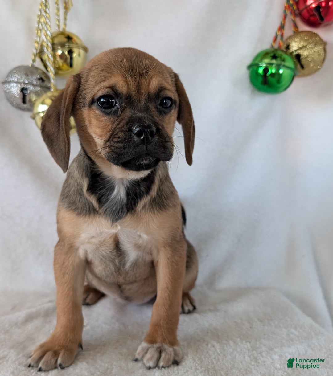 Puggle dogs for sale: Joy  - Ad 8