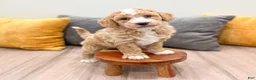 Mini Goldendoodle dogs for sale: Jackson - Ad 9