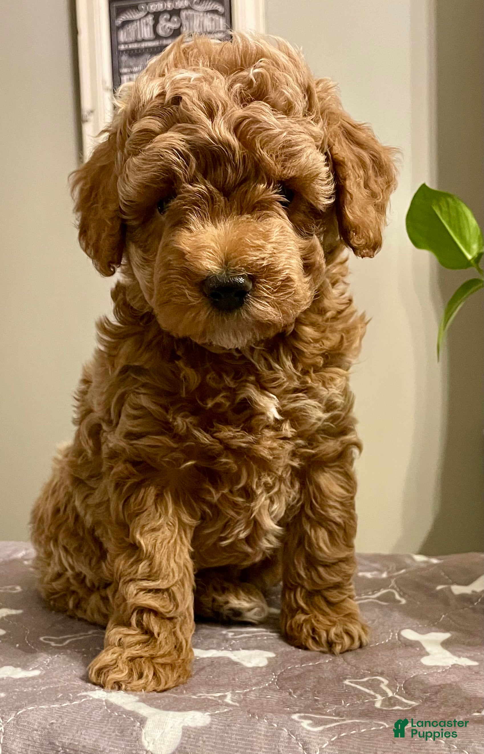 Cockapoo dogs Nova - Ad 40