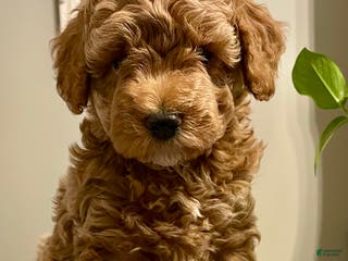 Cockapoo dogs Nova - Ad 40