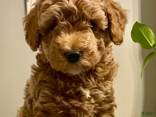 Cockapoo dogs Nova - Ad 27