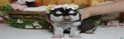 Siberian Husky dogs for sale: Freya  - Ad 9
