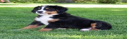 Bernese Mountain Dog dogs for sale: Bernese Mountain Dog Puppy 1 - Ad 3
