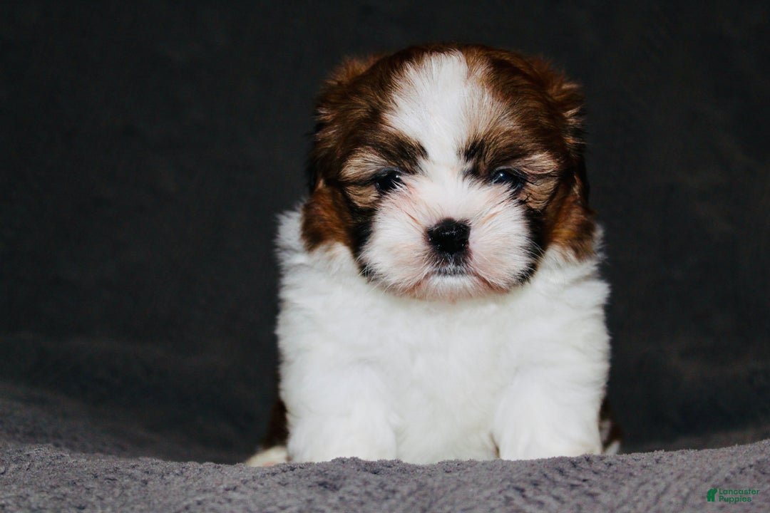 Shih Tzu dogs for sale: Lucy - Ad 1
