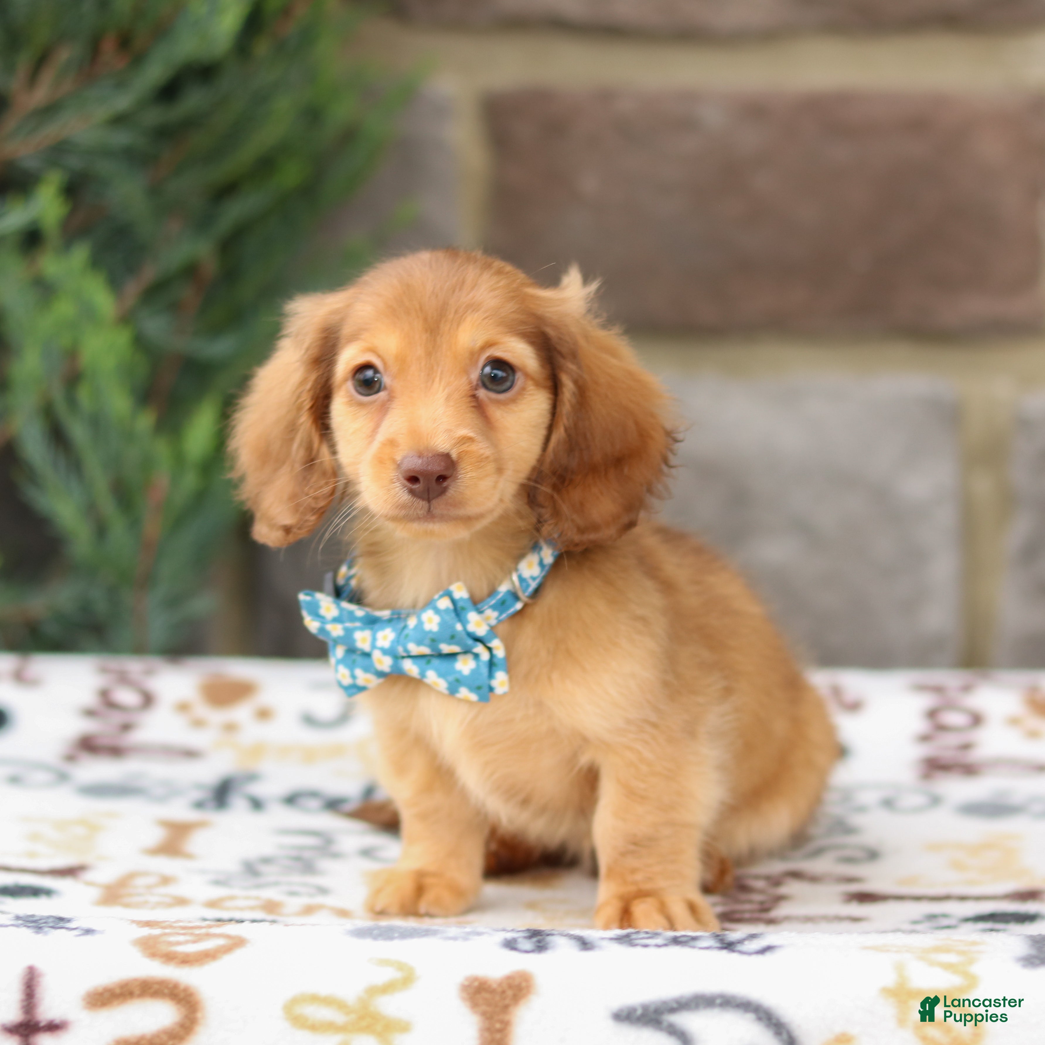 Miniature Dachshund dogs Gabby - Ad 2