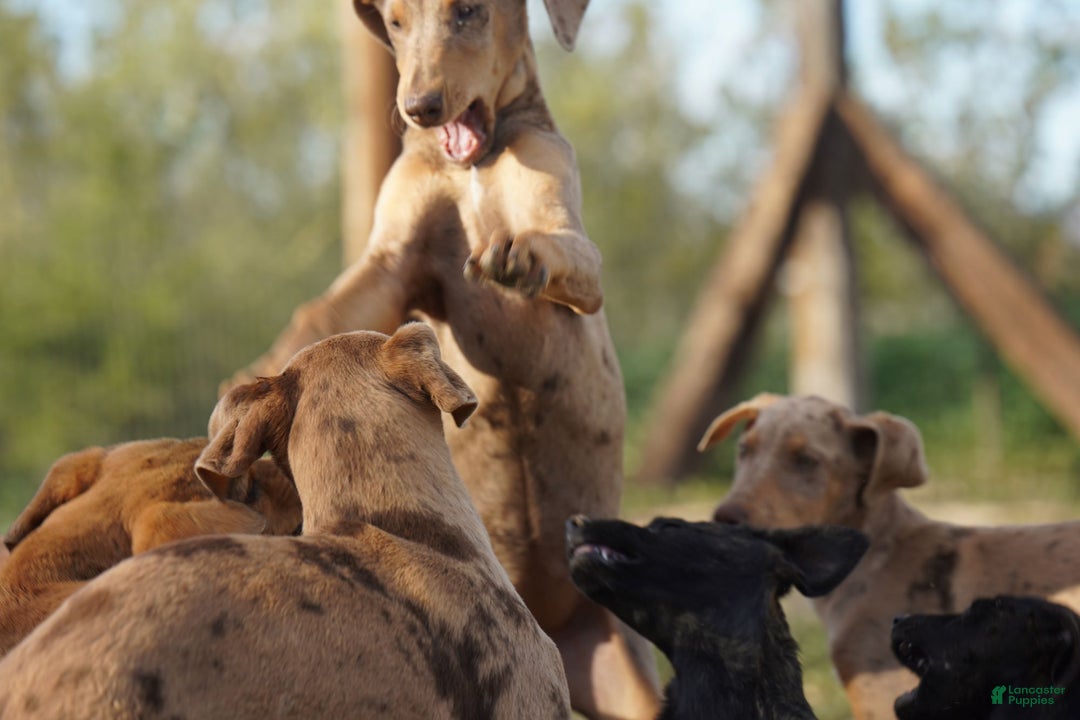 Mixed Breed dogs for sale: Lilac Fawn Merle F1 RT - Ad 26