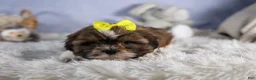Shih Tzu dogs for sale: GISMO - Ad 15