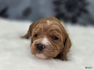 Cavapoo dogs Flurry - Ad 5