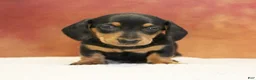 Miniature Dachshund dogs for sale: Oscar - Ad 3