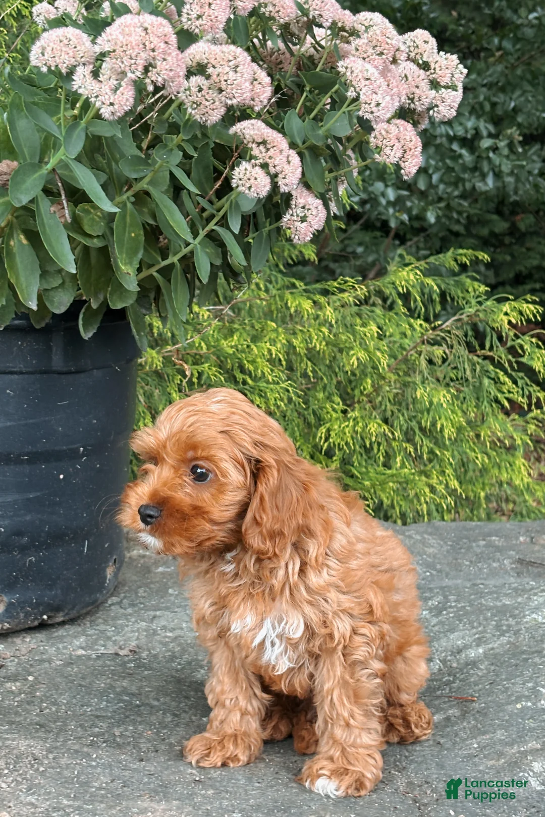 Cavapoo dogs for sale: Dover  - Ad 2