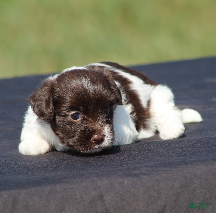 Havanese dogs Dolly - Ad 1