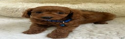 Cavapoo dogs for sale: Molly - Ad 14