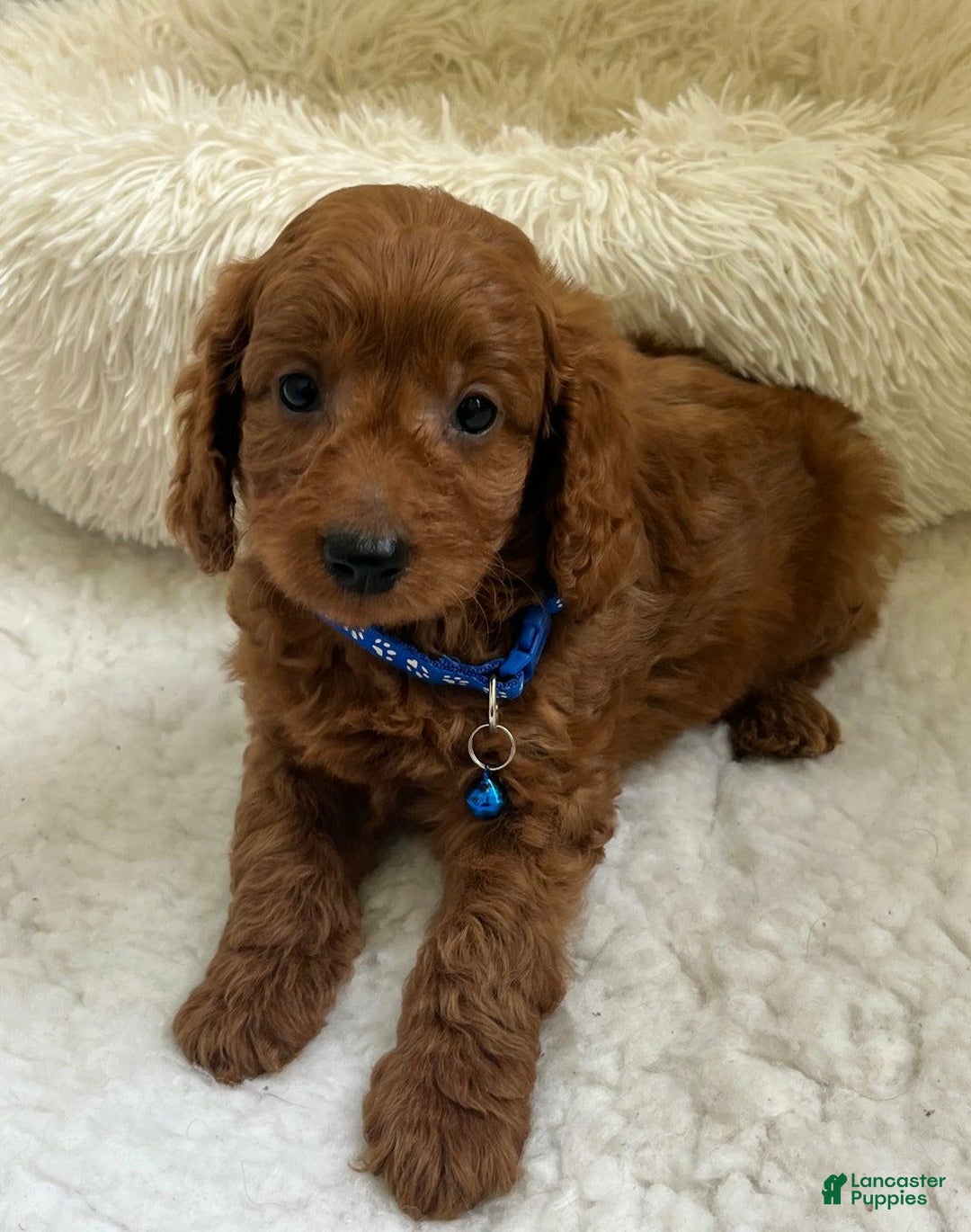 Cavapoo dogs for sale: Molly - Ad 14