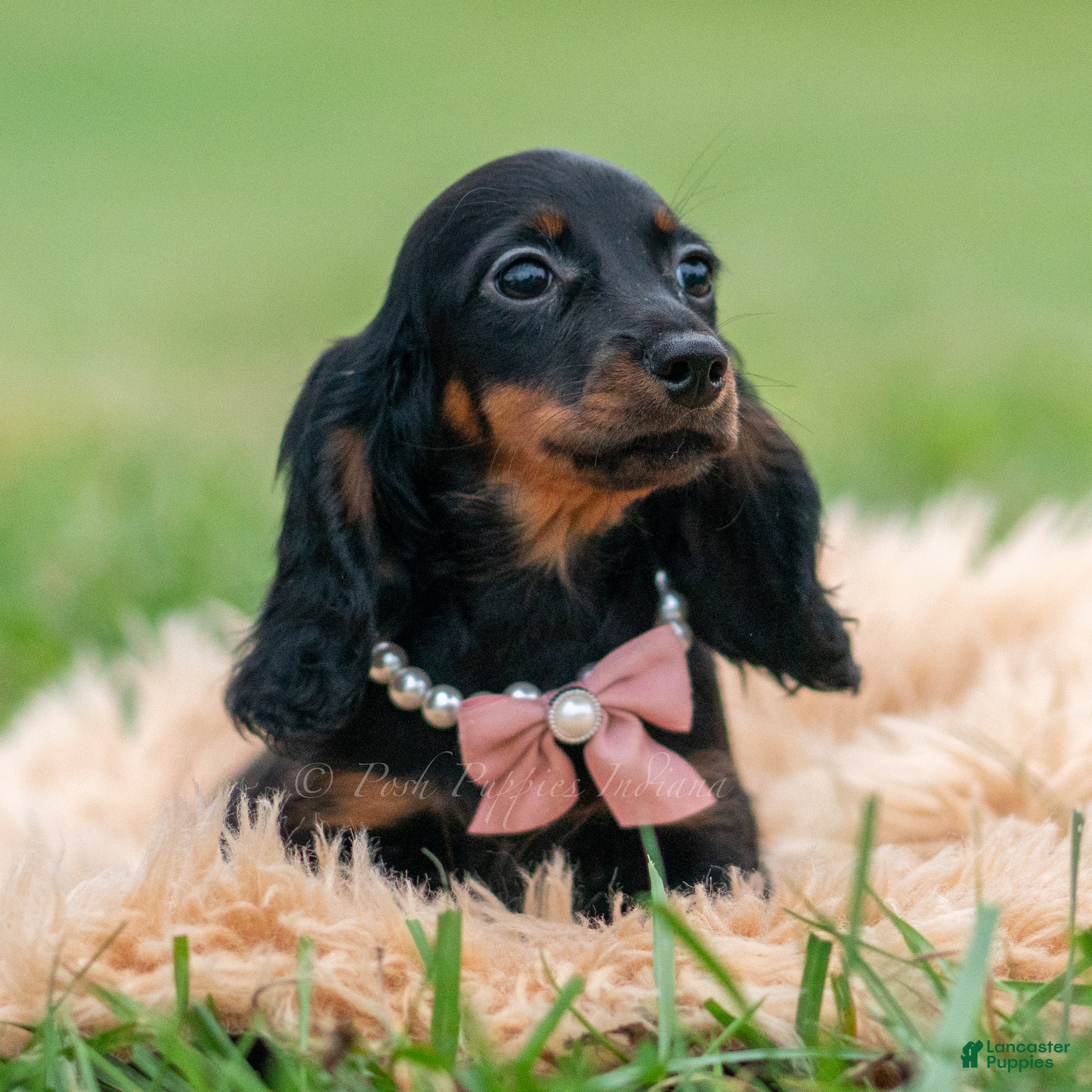 Miniature Dachshund dogs Felicia - Ad 18