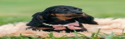 Miniature Dachshund dogs for sale: Felicia - Ad 1