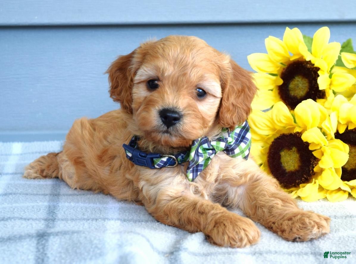 Cavapoo dogs for sale: Conner  - Ad 3
