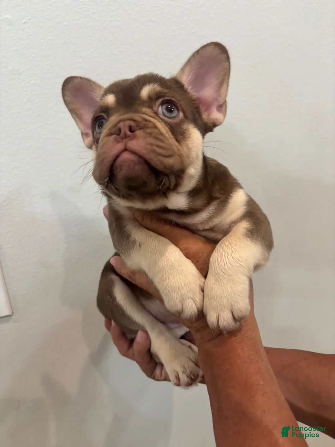 French Bulldog dogs for sale: French Bulldog Puppy 1 - Ad 1