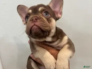 French Bulldog dogs French Bulldog Puppy 1 - Ad 19