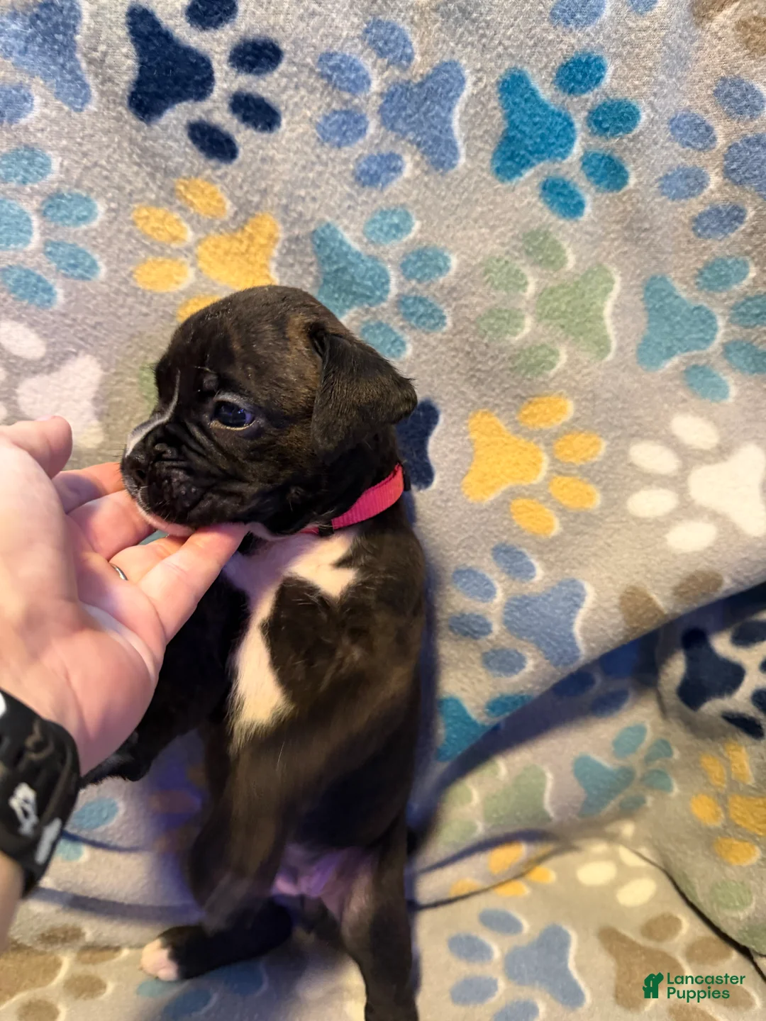 Boxer dogs for sale: Minnie - Ad 2