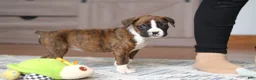 Boxer dogs for sale: Indy - Ad 13