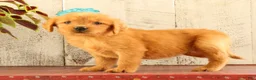 Golden Retriever dogs for sale: Nellie - Ad 3